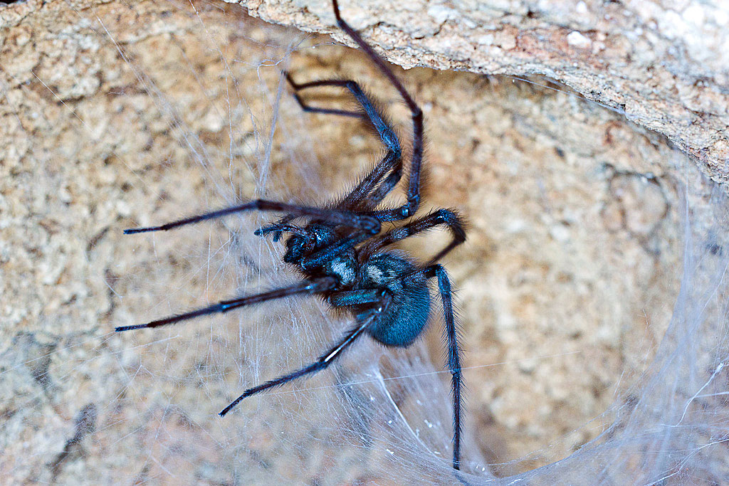 Tegenaria parietina